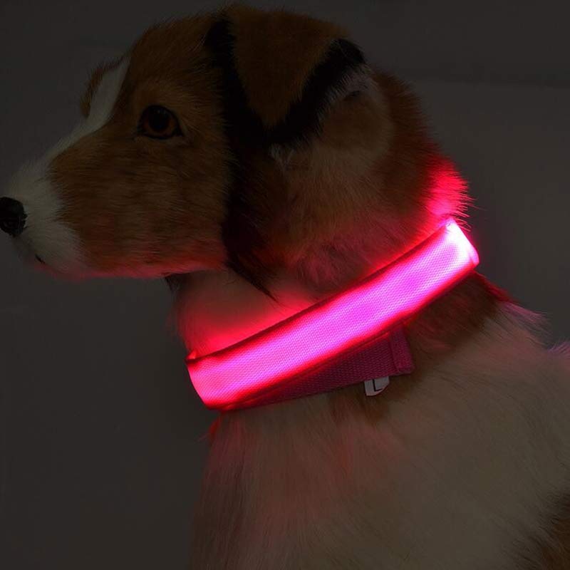 Dog wearing a pink LED safety collar outdoors at night